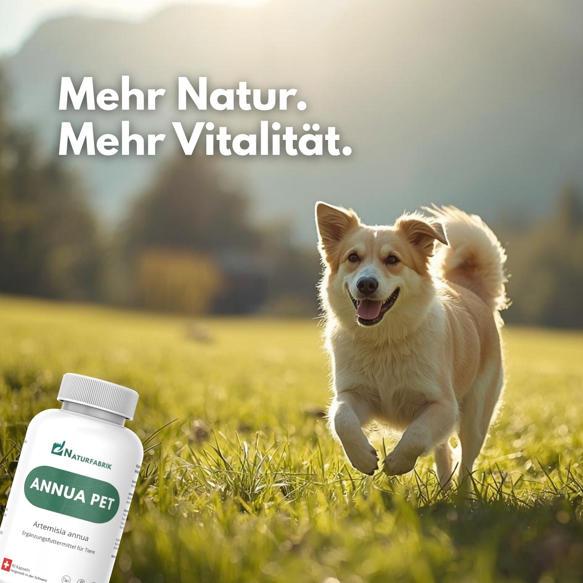 DrogerieMarkt24 - DrogerieMarkt24 NATURFABRIK Annua Pet 90 Kapseln - DrogerieMarkt24