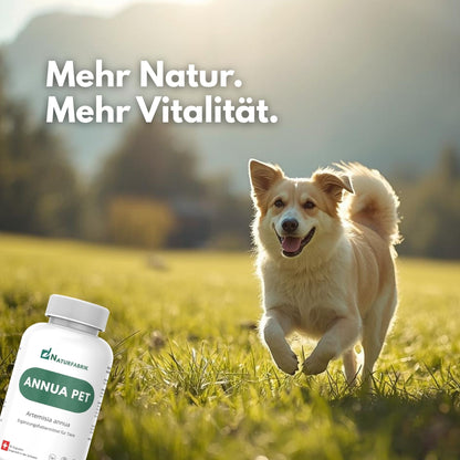 DrogerieMarkt24 - DrogerieMarkt24 NATURFABRIK Annua Pet 90 Kapseln - DrogerieMarkt24