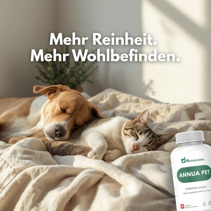 DrogerieMarkt24 - DrogerieMarkt24 NATURFABRIK Annua Pet 90 Kapseln - DrogerieMarkt24